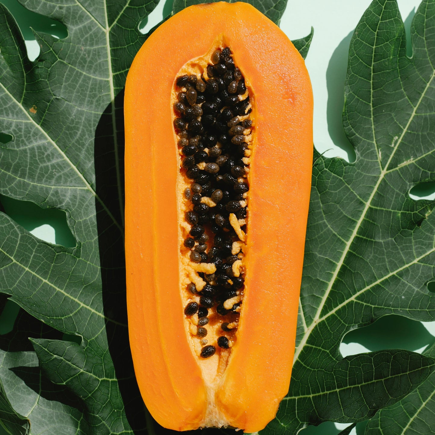 Organic Papaya Leaf